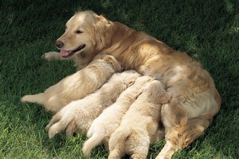 How Do Mother Dogs Show Affection To Puppies Pets