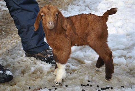 Schiels Shady Acre Boer Goats 4h And Commercial Bucks