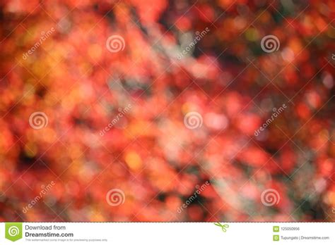 Autumn Blur Abstract Stock Photo Image Of Tree Color 125050956