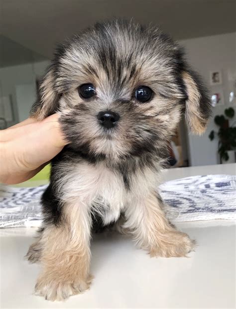 Tiny Teacup Morkie ADORABLE PUPPY! - iHeartTeacups