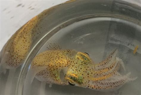 Hawaiian Bobtail Squid In A Beaker At The University Of Connecticut