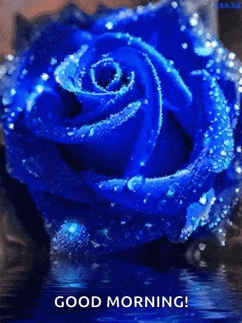 Blue Sparkling Good Morning Rose 
