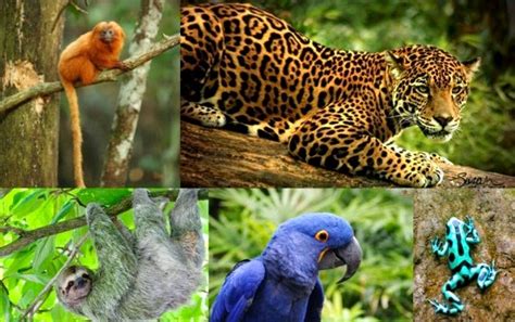 Art At Hosmer Endangered Animals Of The Amazon Rainforest