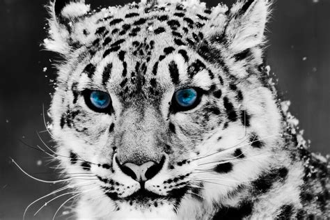 Blue Eyes Snow Leopard Animal Poster Fabric Silk 12x18