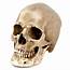 Highly Realistic Replica Human Skull Yorick – A12North Store
