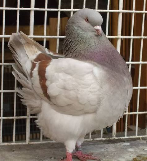 Fancy Pigeons For Sale