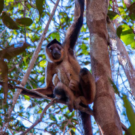 El Mono Araña Se Encuentra En Las Selvas Tropicales De América Del Sur