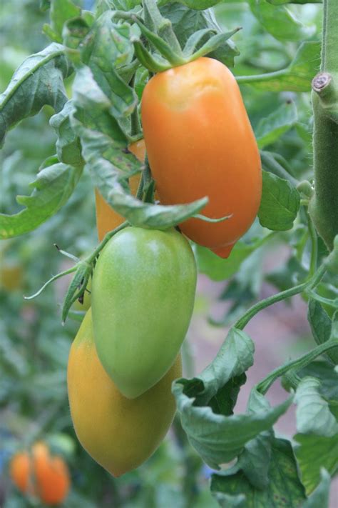 Bosavern Community Farm August 2016