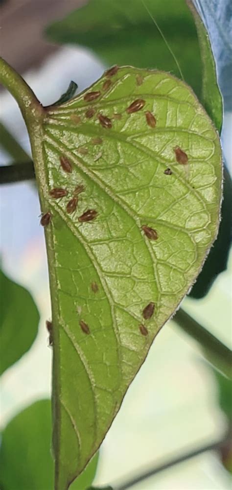 Bugs On Sweet Potato Leaves What Are They Rplantclinic