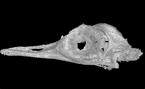 skull of smallest known dinosaur found preserved in 99 million year old amber science and
