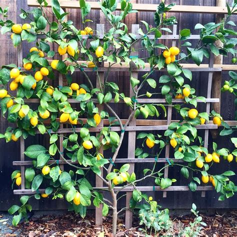 First Harvest I See Preserved Lemons In My 2016 Meyerlemons