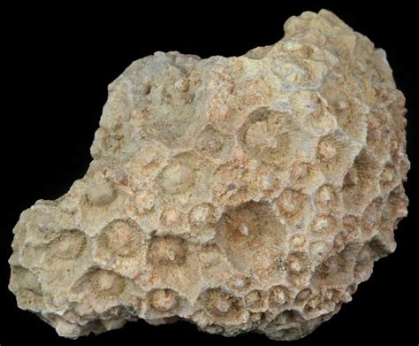 35 Fossil Coral Lithostrotionella Head Iowa For Sale 45061