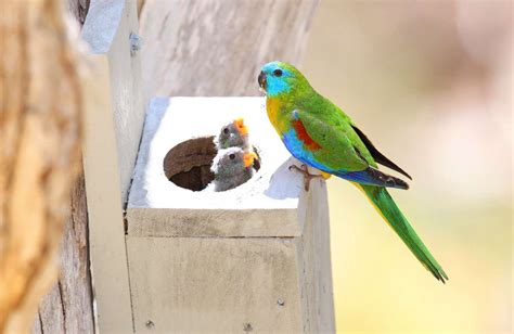 Turquoise Parrot Chicks Make Nest Boxes Home Gb Cma Goulburn Broken Cma