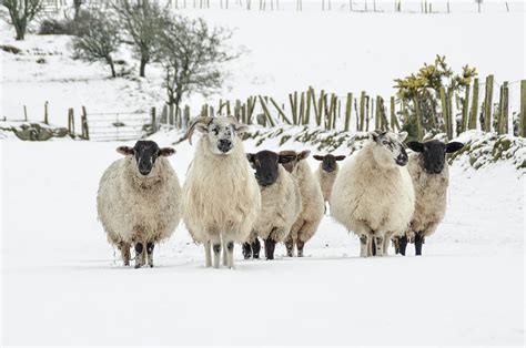 Sheep In Snow Photograph By Joe Ormonde Pixels