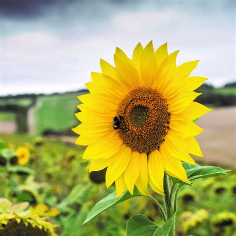 Sunflowers - Straights - Bright Seeds