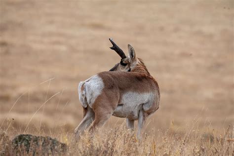 Antelope Montana Wild Country Ranch Fay Ranches