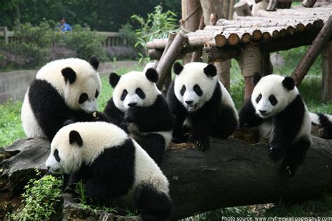 Interesting Facts About Pandas Just Fun Facts