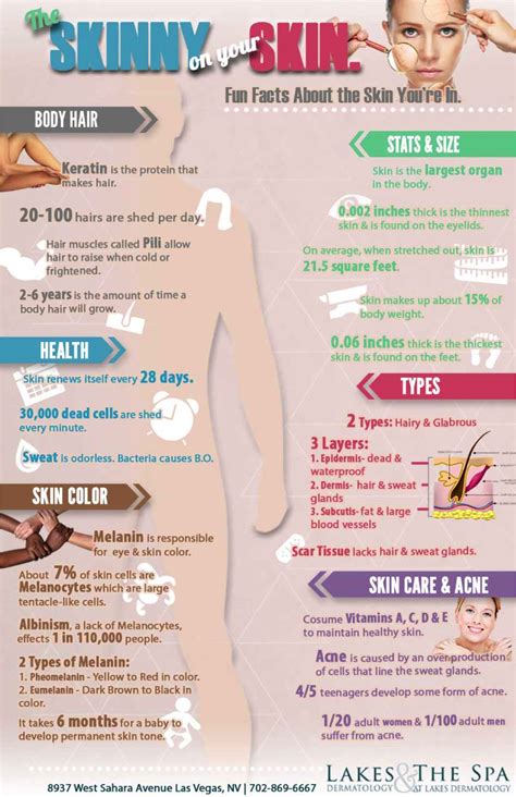 Fun Facts About The Skin Youre In Skin Dermatology Skin Facts Dermatology How To Make Hair