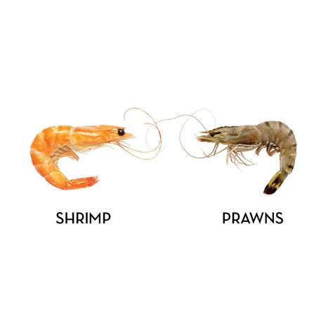 Whats The Difference Between Shrimp And Prawns Southern Living