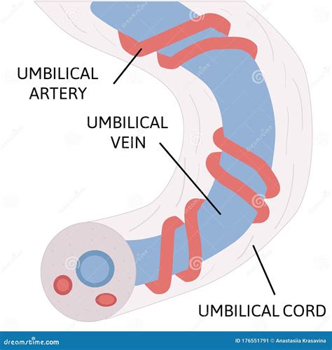 Anatomy Of Umbilical Cord