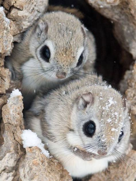 Japanese Dwarf Flying Squirrel Cute Baby Animals Cute