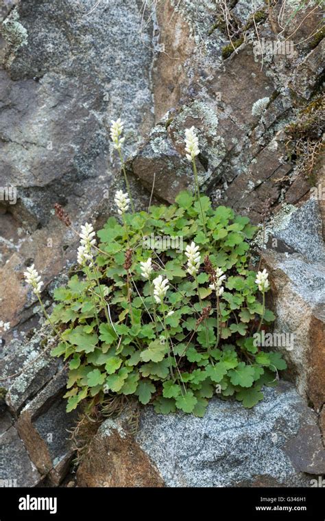 Roundleaf Alumroot In The Imnaha River Canyon Oregon Stock Photo Alamy