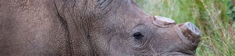 Rhinoceros Poaching In Botswana Eia Us