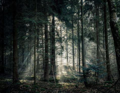 How People Get Lost In The Woods And What To Do If It Happens To You