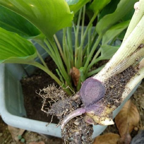 Nama saintifik bagi kunyit hitam ialah kaempferia pariflora merupakan herba yang mempunyai khasiat yang tinggi untuk kesihatan. Inilah Khasiat Kunyit Hitam Dan Cara Menanamnya Yang Mudah ...