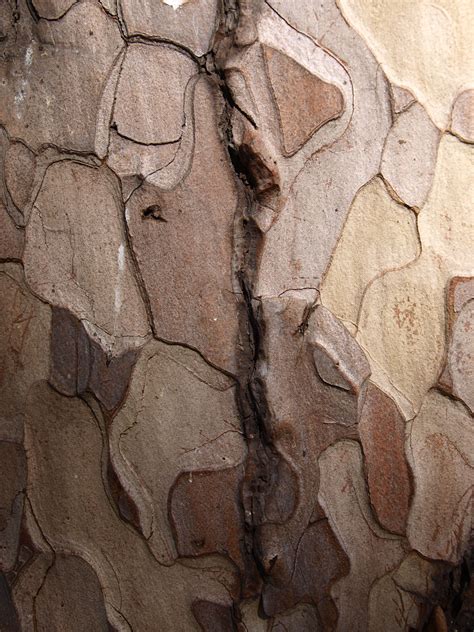 Texture Stock 12 Tree Bark By Finsternis Stock Cc Textures Pattern