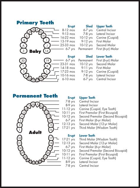 Printable Tooth Chart With Numbers Printable Blank World