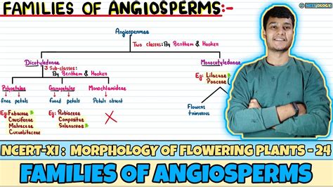 Morphology Of Flowering Plants Lec 24 Families Of Angiosperms Class