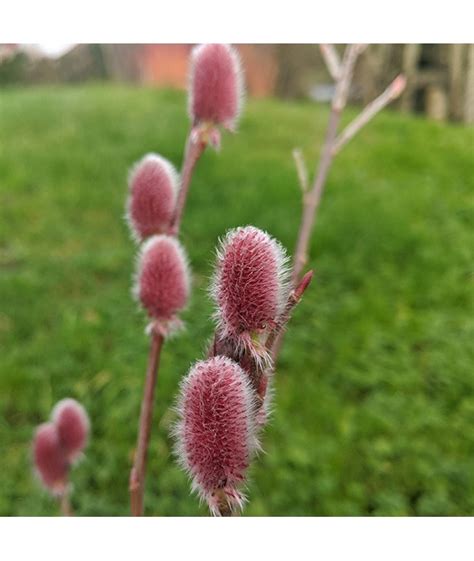 Pink Pussy Willow Plant In 9cm Pot Salix Gracilistyla Mount Aso