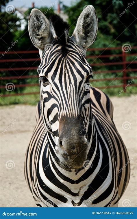 Funny Zebra Stock Image Image Of Funny Animal Dentist 36119647