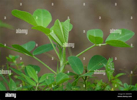 Groundnut Plant Hi Res Stock Photography And Images Alamy