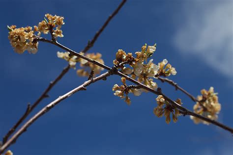 Free Images Tree Nature Branch Sky Sunlight Leaf Flower Food Spring Produce Flora