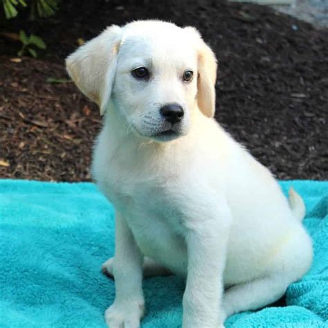 White Labrador Retriever Puppies For Sale • Adopt Your Puppy Today