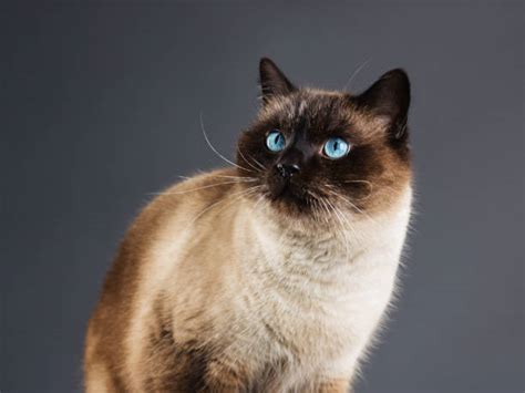 Siamese Cat Side View Stock Photos Pictures And Royalty Free Images Istock