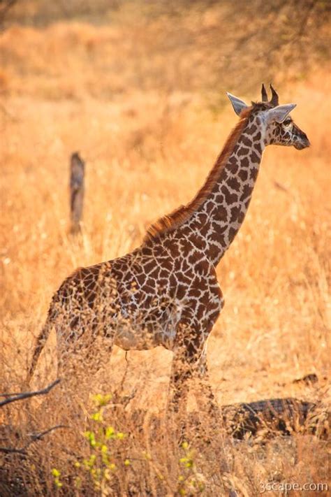 Baby Masai Giraffe Photograph By Adam Romanowicz