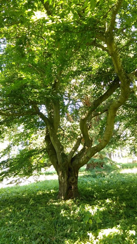 Fagus Grandifolia Trees And Shrubs Online