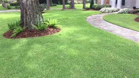 You can return to spreading your mower clippings on the lawn at this time. Zoysia Sod - YouTube
