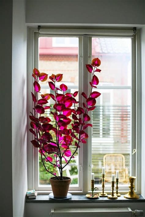 33 Vibrant Houseplants To Brighten Your Home Embrace The Beauty Of
