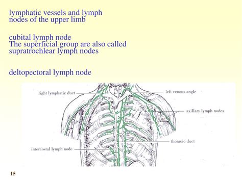 Central Axillary Lymph Nodes