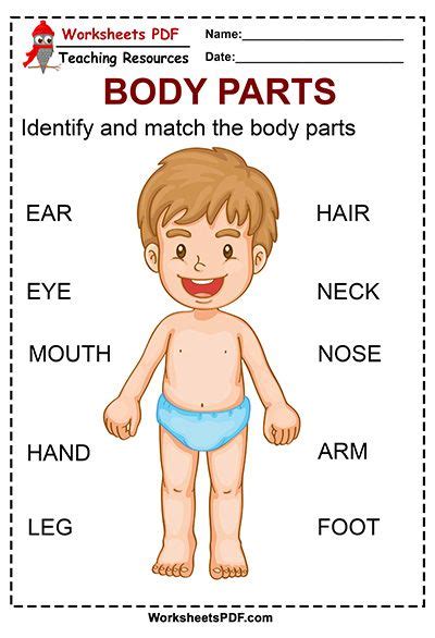 Identify And Match The Body Parts Worksheets PDF Body Parts Prebabe Human Body Worksheets