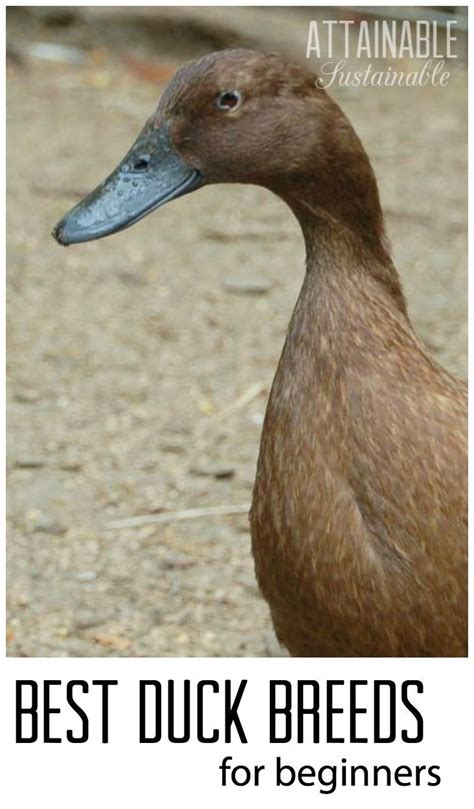 Choosing Which Duck Breeds To Add To Your Backyard Farm Here Are Three