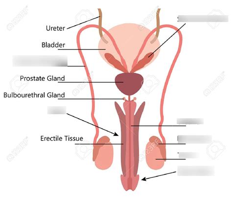 Male Reproductive System Front Diagram Quizlet