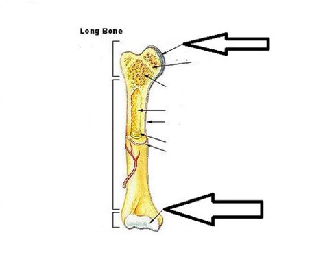 Sectional diagram of a long bone. Long Bone Structure flashcards | Quizlet