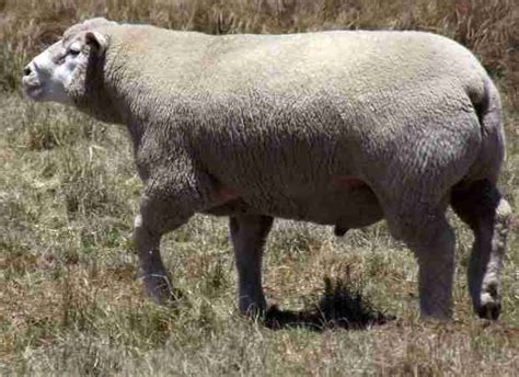 Lle De France Sheep International Goat Sheep Camelid Registry Llc