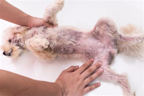How Do You Treat A Yeast Infection On A Dogs Paw