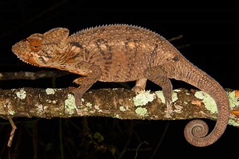 Capturing Floridas Chameleons One Small Invasive Reptile At A Time